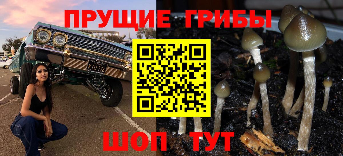 Псилоцибиновые грибы Cubensis Томск