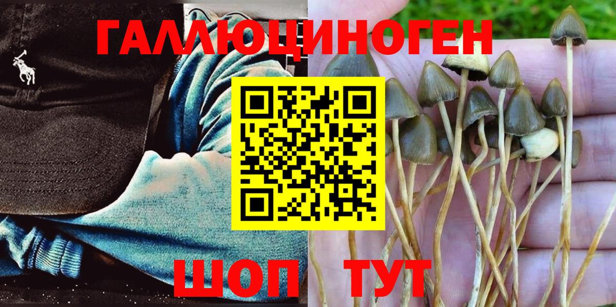 где найти   Галлюциногенные грибы GOLDEN TEACHER  Вход с VPN  Галлюциногенные грибы прущие грибы  Томск 